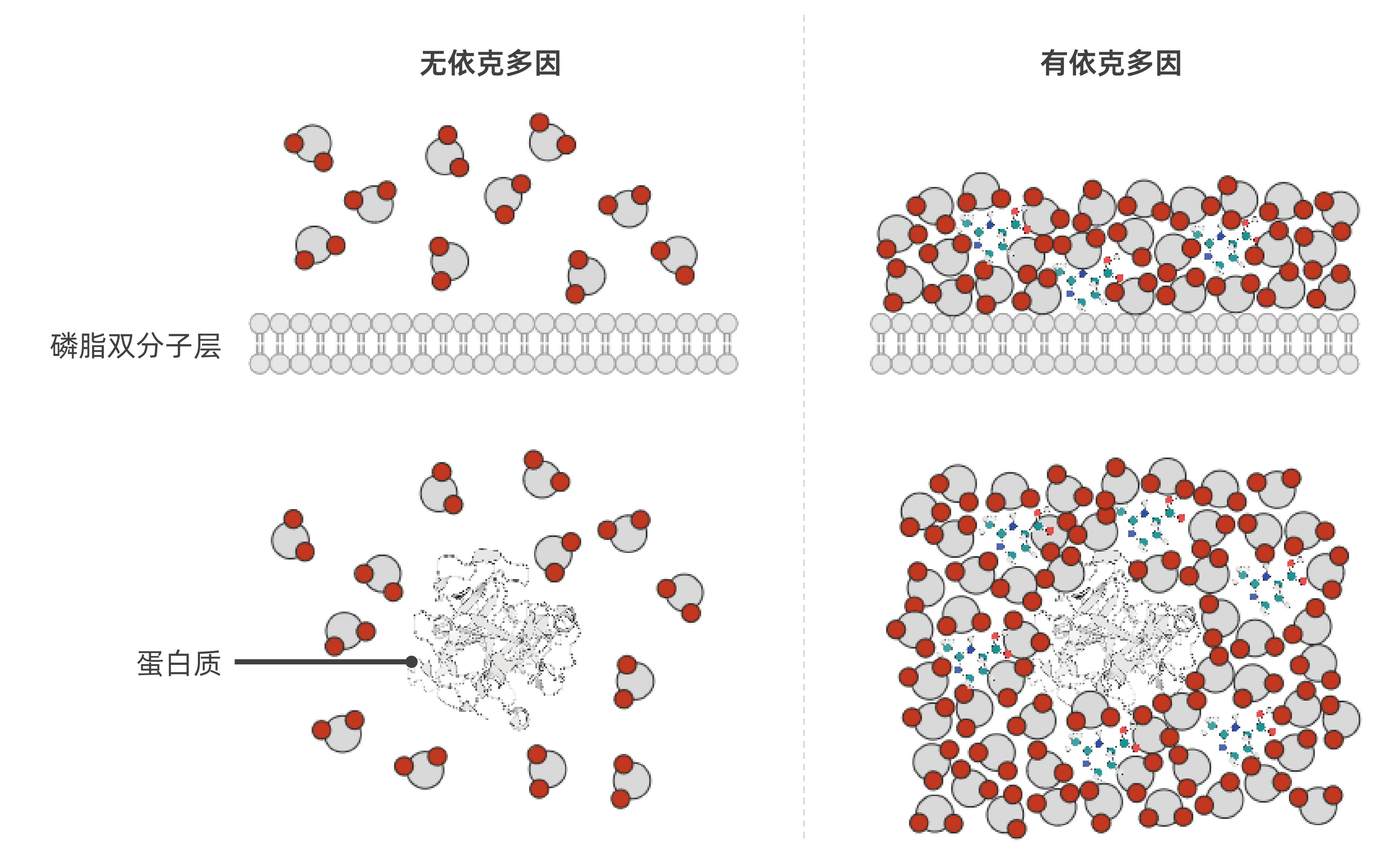 依克多因 