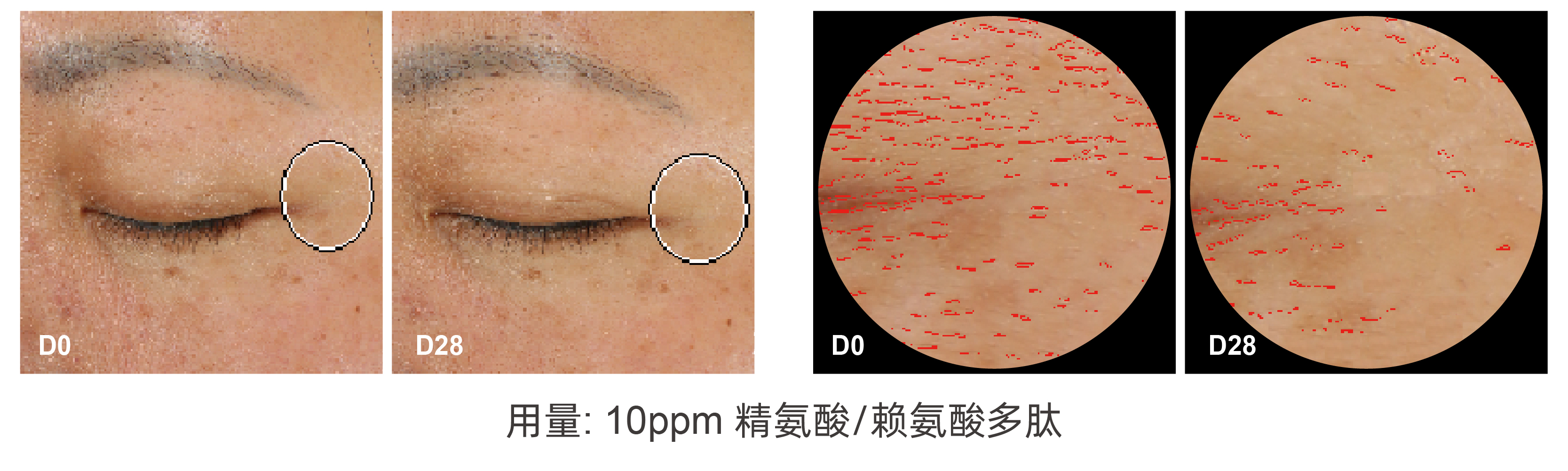 精氨酸/赖氨酸多肽 精氨酸/赖氨酸多肽