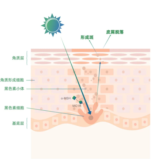 美白成分怎么挑？