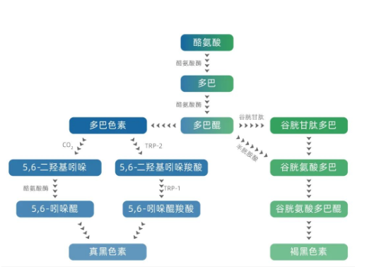 美白成分怎么挑？
