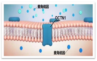 酶成品“麦角硫因”荣获技术创新奖 酶成品“麦角硫因”荣获技术创新奖