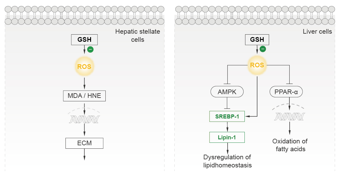 L-Glutathione Reduced L-Glutathione Reduced