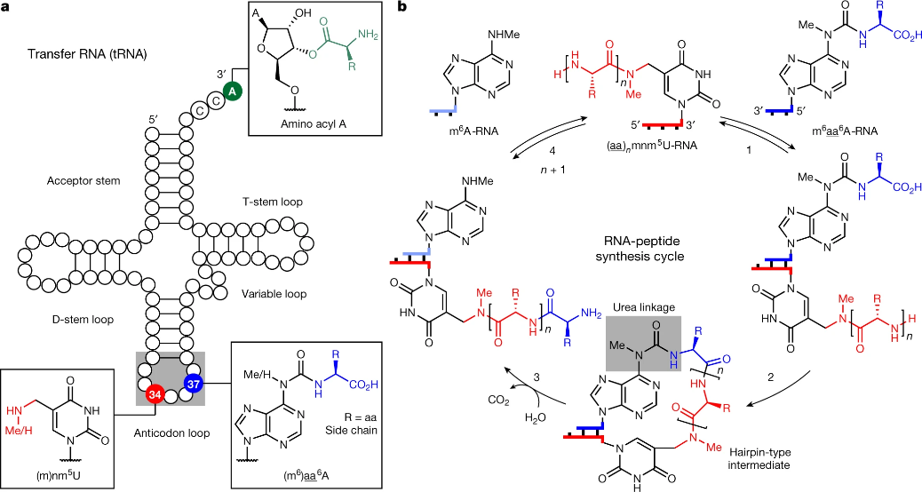 前沿资讯丨生命的起源：“RNA—多肽”的世界