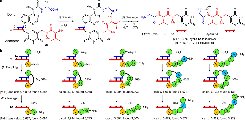 前沿资讯丨生命的起源：“RNA—多肽”的世界