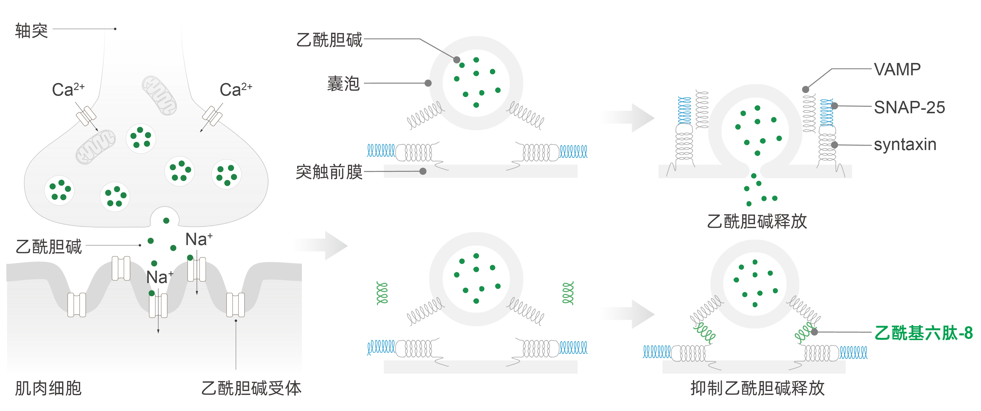 乙酰基六肽-8
