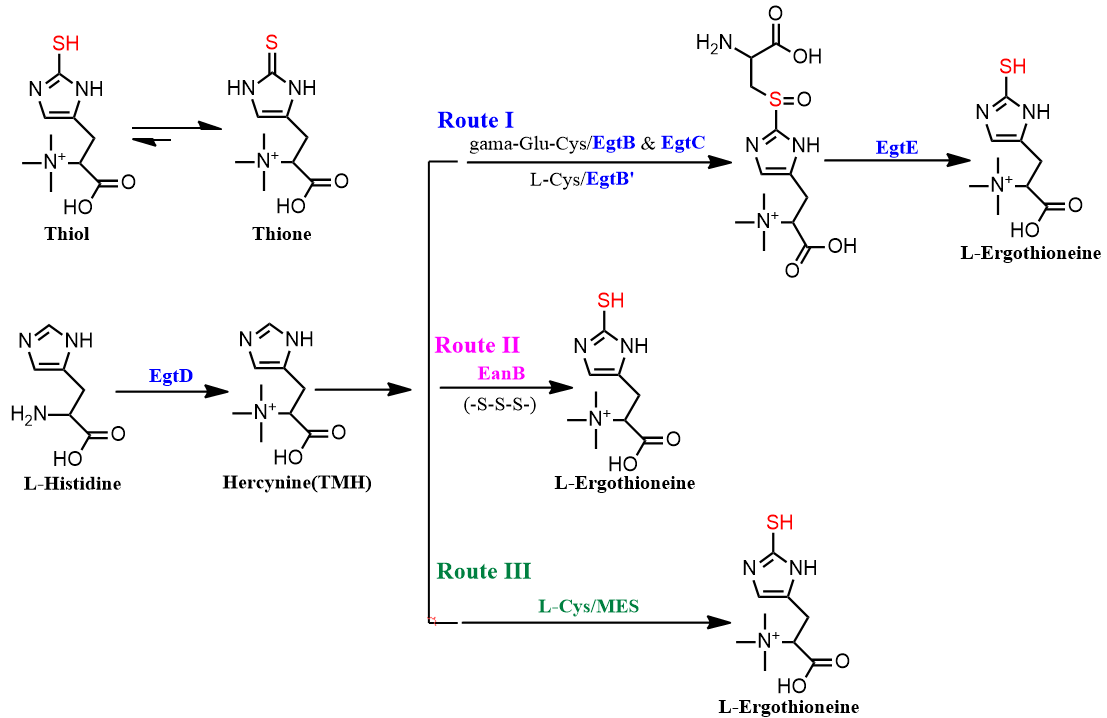 JACS | Collaborative research findings on enzyme products published in a top academic journal