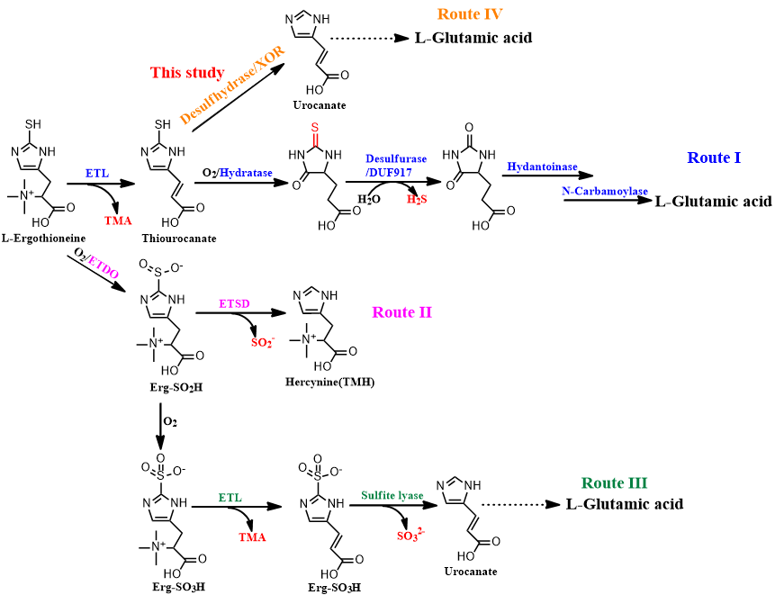 JACS | Collaborative research findings on enzyme products published in a top academic journal