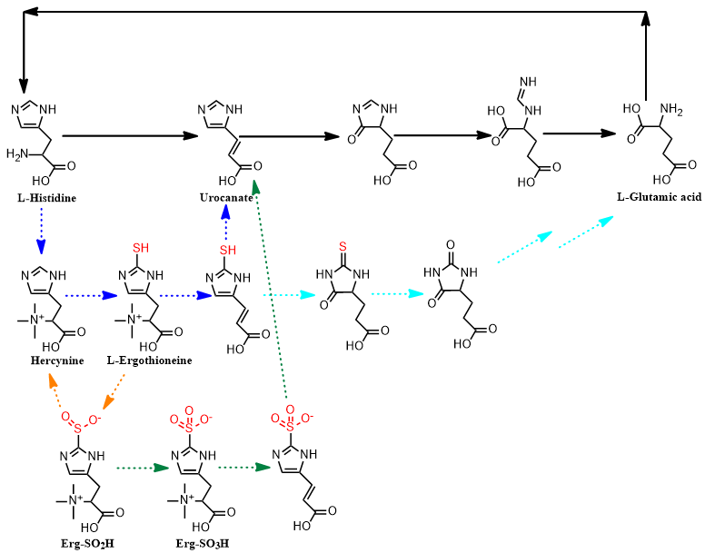 JACS | Collaborative research findings on enzyme products published in a top academic journal