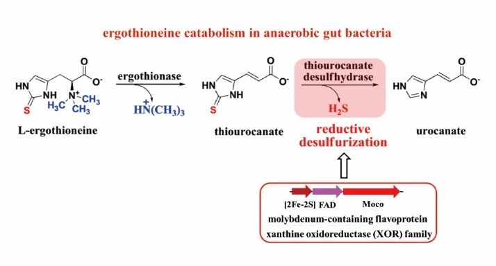 JACS | Collaborative research findings on enzyme products published in a top academic journal