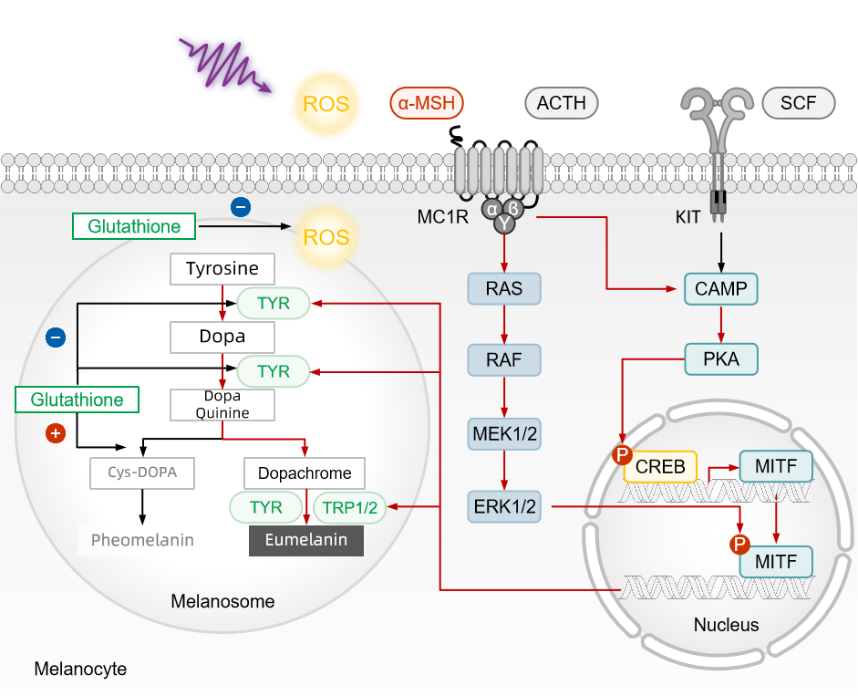 Glutathione Glutathione