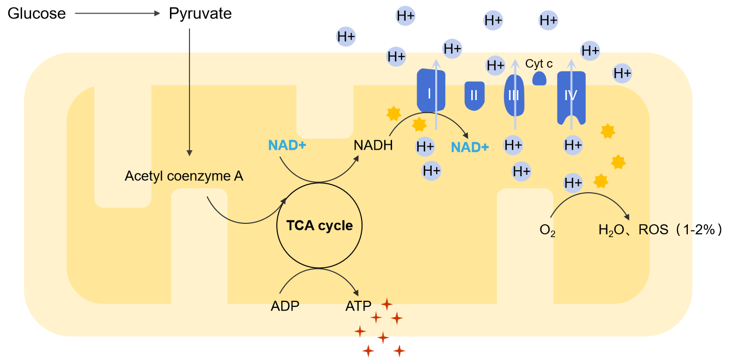 NAD;Nicotinamide adenine dinucleotide NAD;Nicotinamide adenine dinucleotide