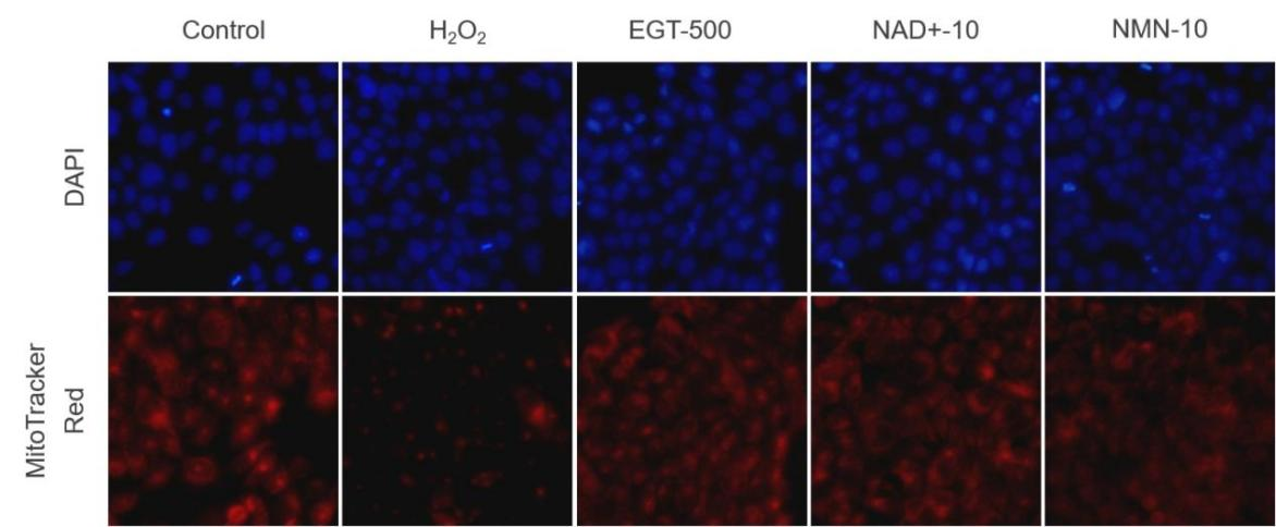 NAD;Nicotinamide adenine dinucleotide NAD;Nicotinamide adenine dinucleotide