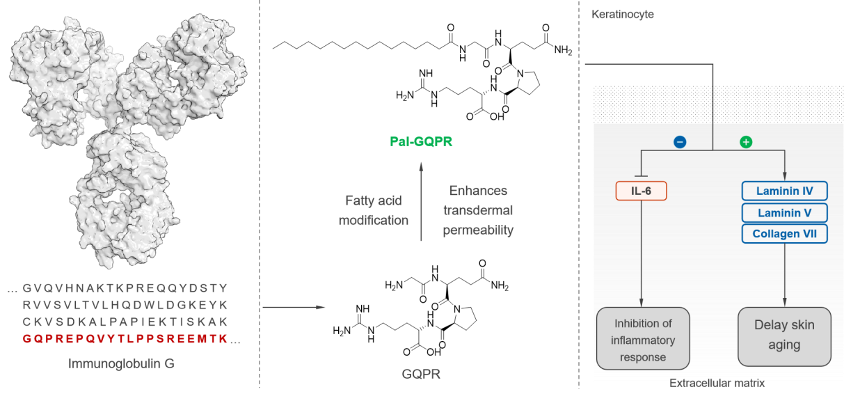 Palmitoyl tetrapeptide-7