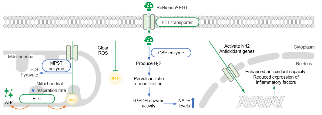 ReBiohub® EGT