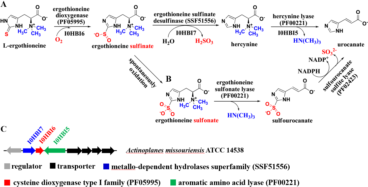 BBRC | Collaborative research on enzyme products reveals a novel ergothioneine oxidation metabolic pathway