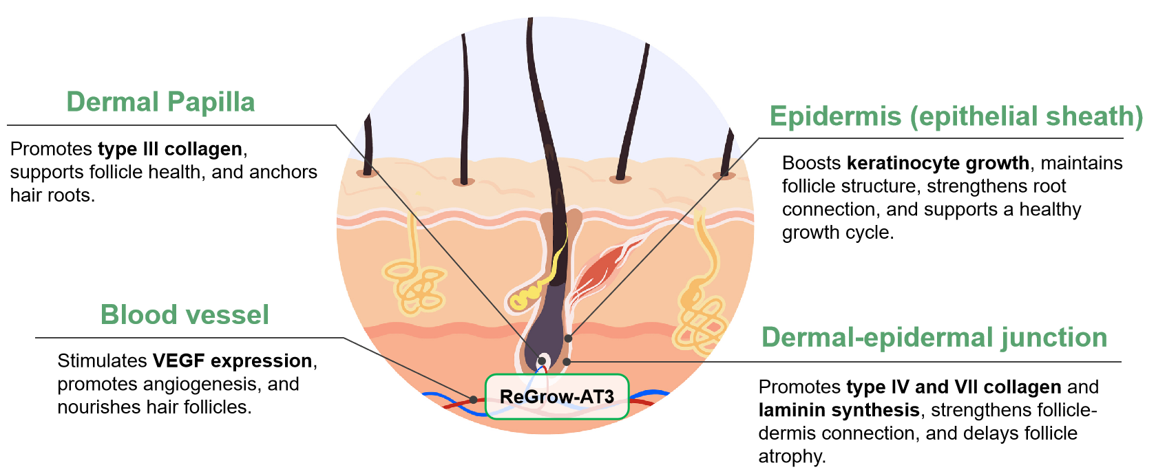 ReGrow-AT3